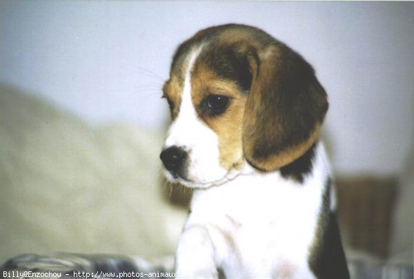 Photo de Beagle