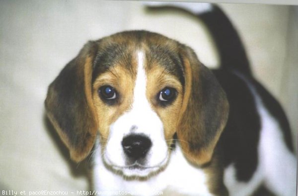 Photo de Beagle