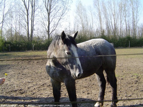 Photo de Percheron