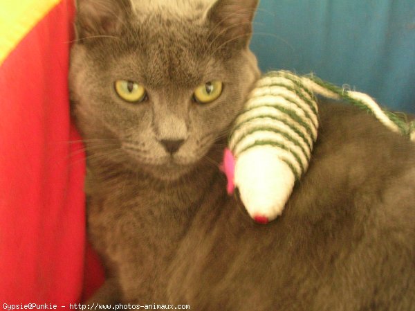 Photo de Chartreux