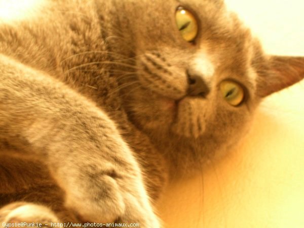 Photo de Chartreux