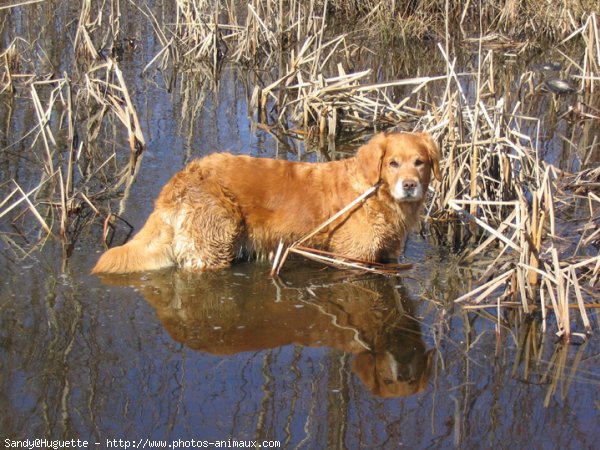 Photo de Golden retriever