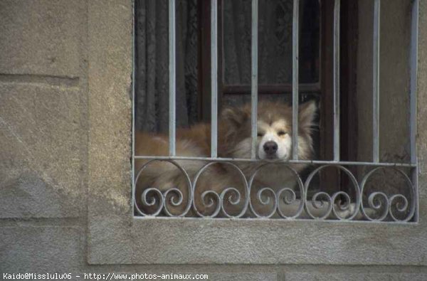 Photo de Husky siberien