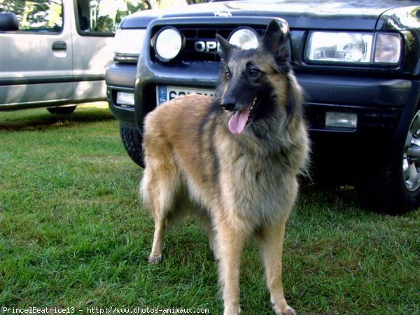 Photo de Berger belge malinois