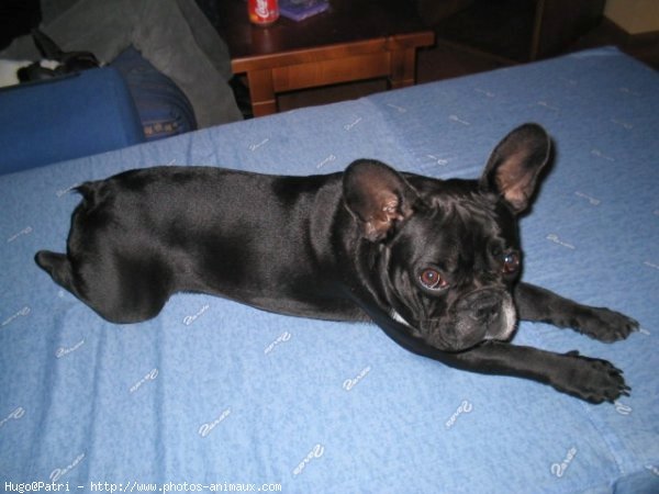 Photo de Bouledogue franais