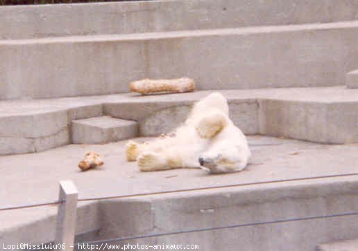 Photo d'Ours