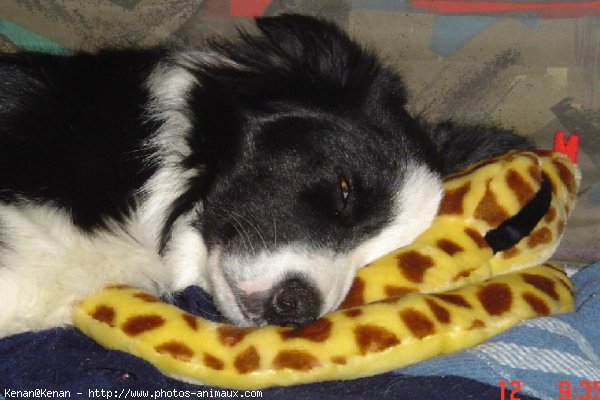 Photo de Border collie