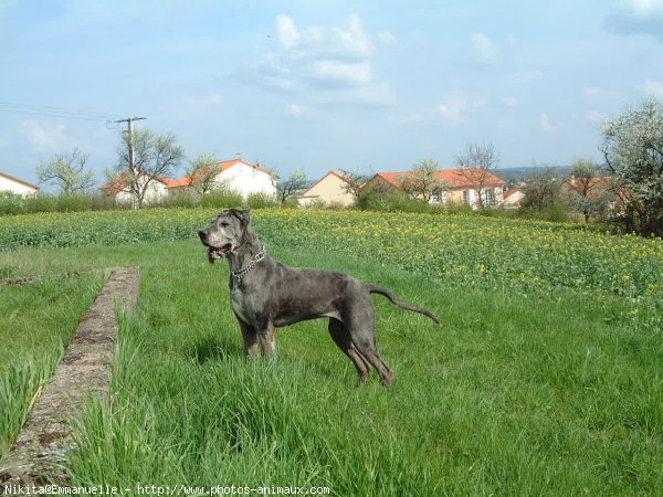 Photo de Dogue allemand