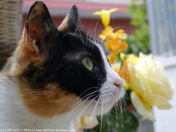 Photo de Chat domestique