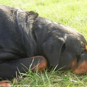 Photo de Rottweiler