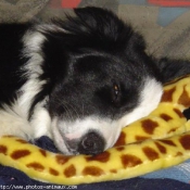 Photo de Border collie