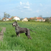 Photo de Dogue allemand