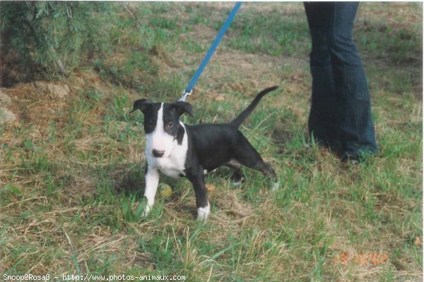 Photo de Bull terrier miniature