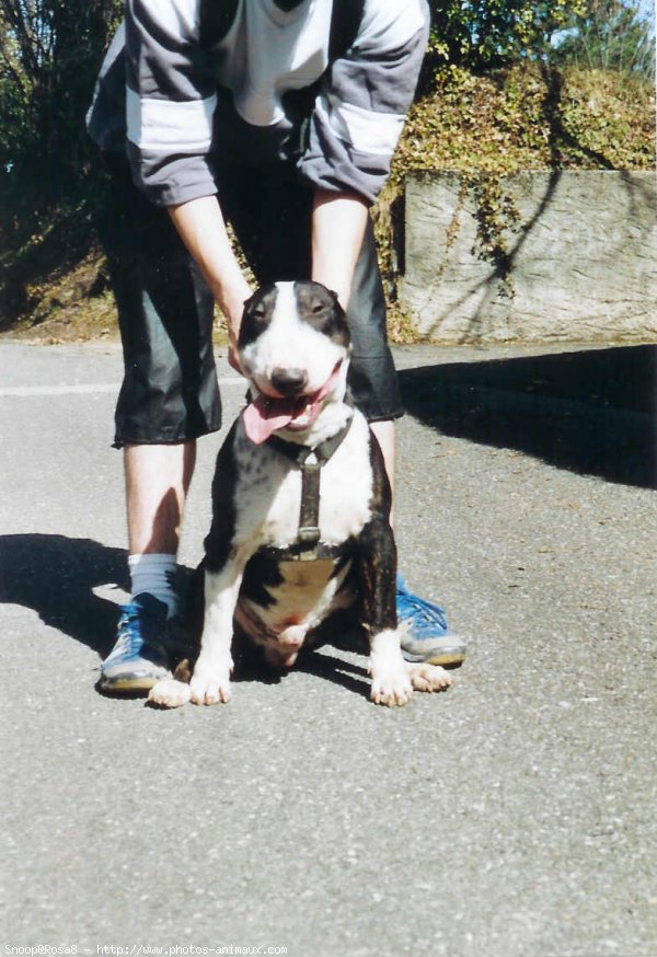 Photo de Bull terrier miniature