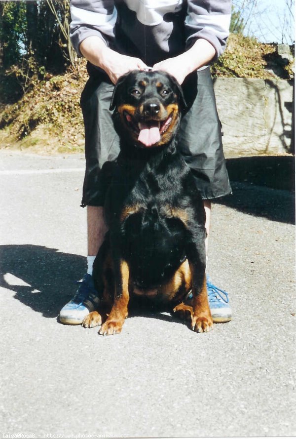 Photo de Rottweiler