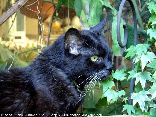 Photo de Chat domestique