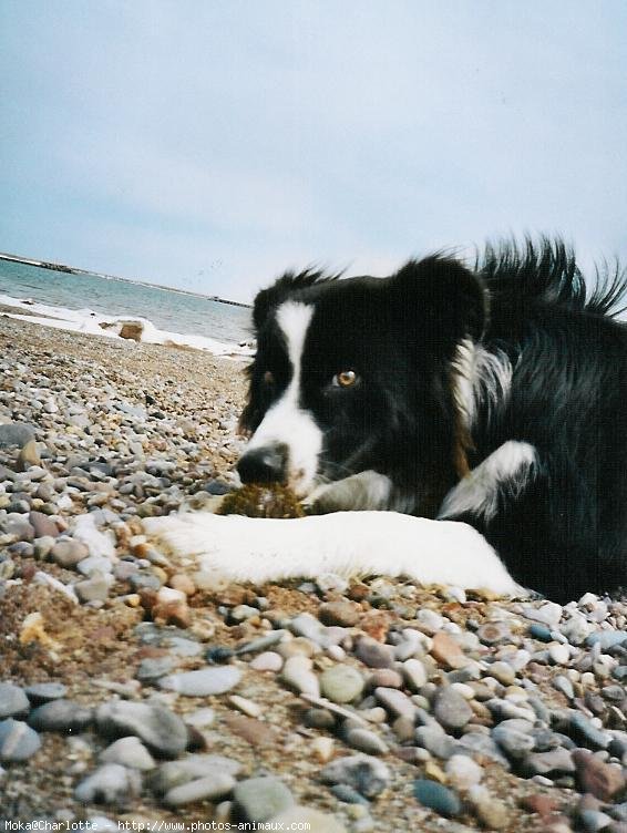 Photo de Border collie