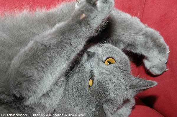 Photo de British shorthair