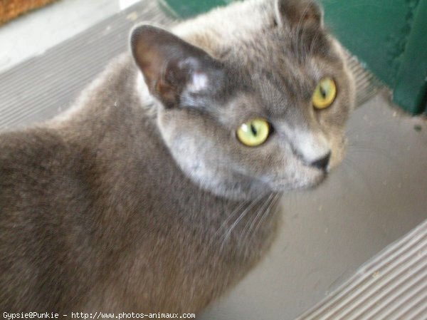 Photo de Chartreux