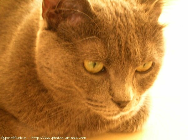 Photo de Chartreux