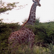 Photo de Girafe