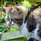 Photo de Chat domestique