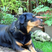 Photo de Rottweiler