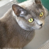 Photo de Chartreux