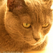 Photo de Chartreux