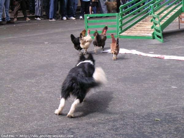 Photo de Border collie