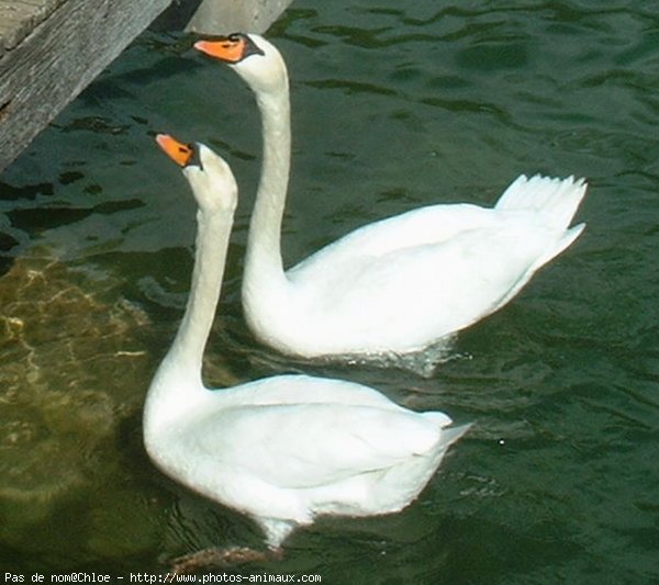 Photo de Cygne