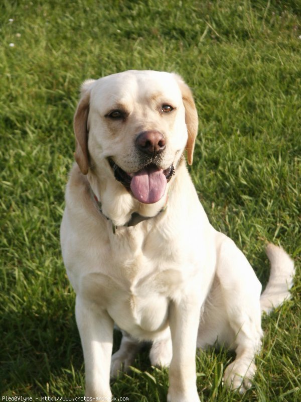 Photo de Labrador retriever