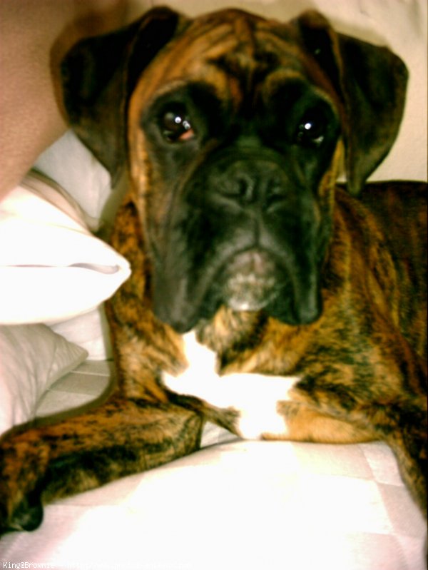 Photo de Boxer