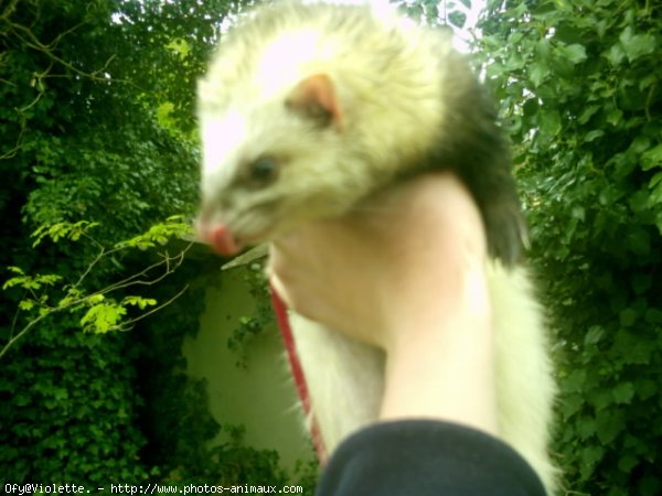 Photo de Furet