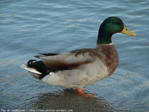 Photo de Canard