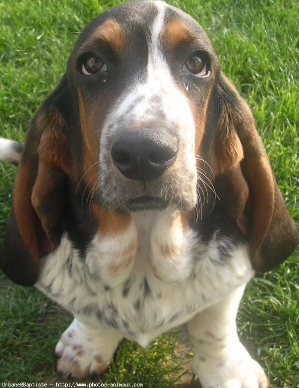 Photo de Basset hound