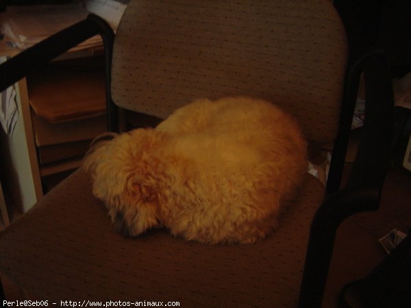 Photo de Coton de tulear