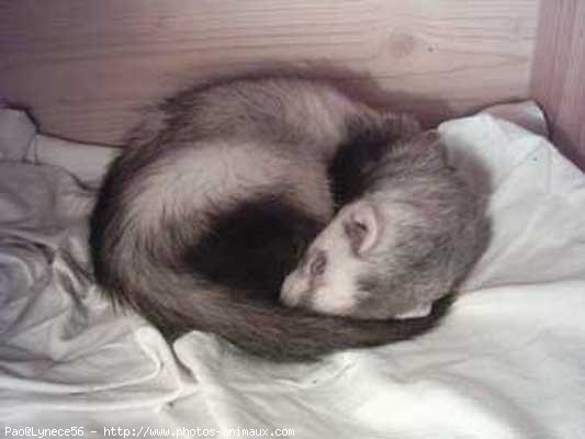 Photo de Furet