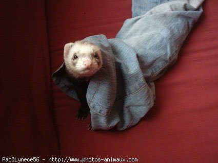 Photo de Furet