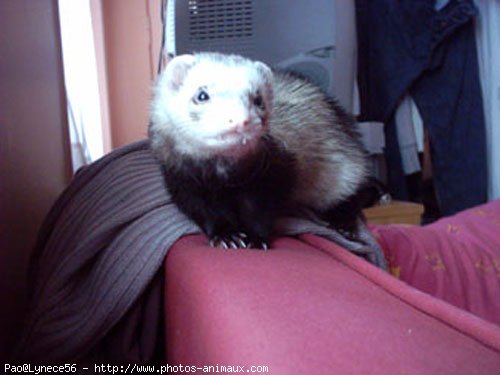 Photo de Furet