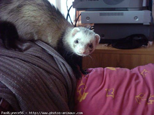 Photo de Furet