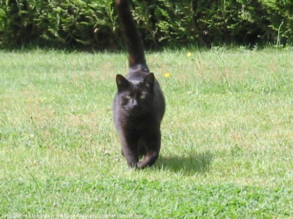 Photo de Chat domestique