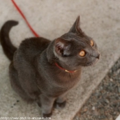 Photo de Chartreux