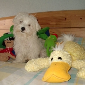 Photo de Bichon maltais