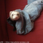 Photo de Furet