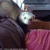 Photo de Furet