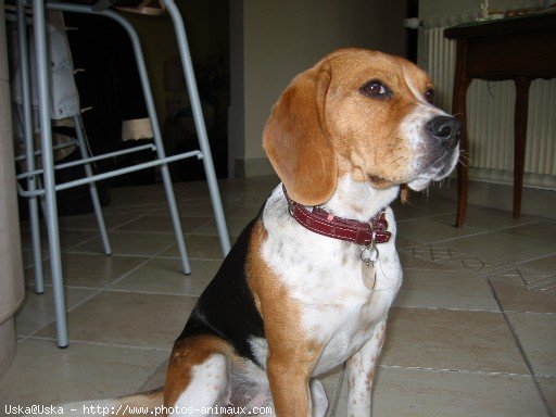 Photo de Beagle