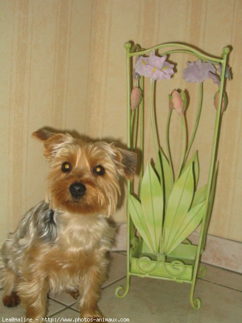 Photo de Yorkshire terrier