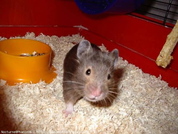 Photo de Hamster