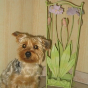 Photo de Yorkshire terrier